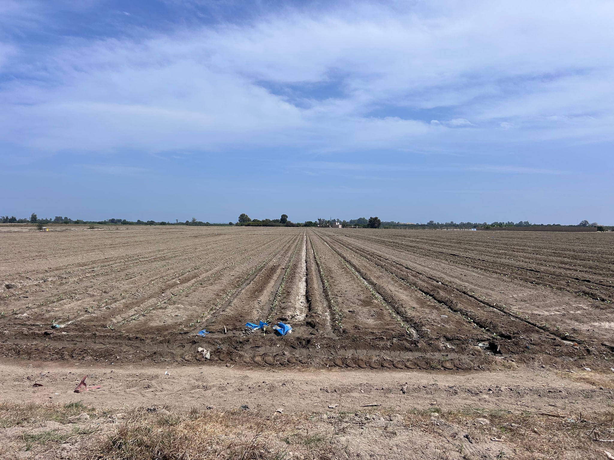 Venta de 10 has de cultivo — foto 1