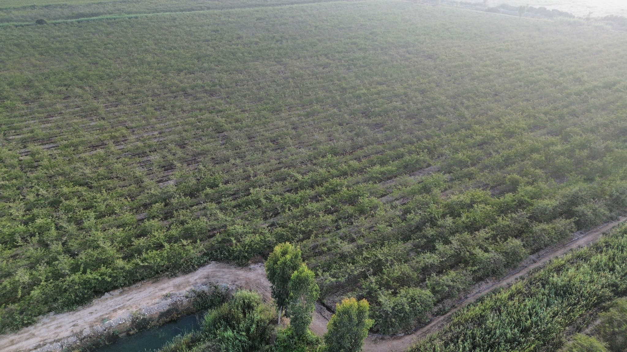 34 hectáreas con plantaciones de Tara en Caucato Pisco — foto 1