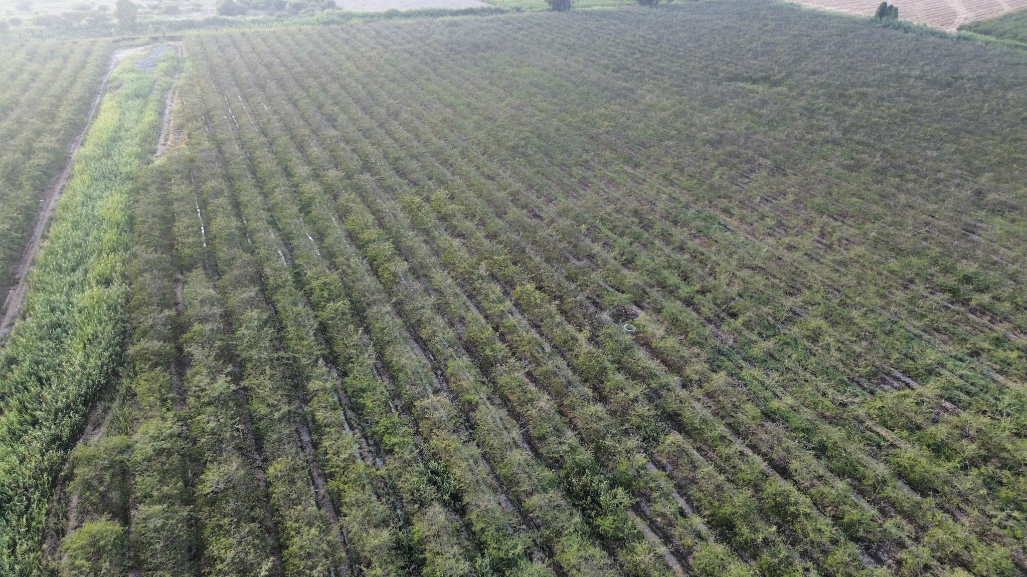 34 hectáreas con plantaciones de Tara en Caucato Pisco — foto 2