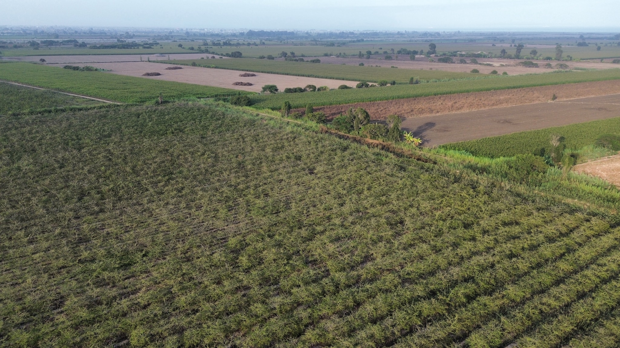 34 hectáreas con plantaciones de Tara en Caucato Pisco — foto 3