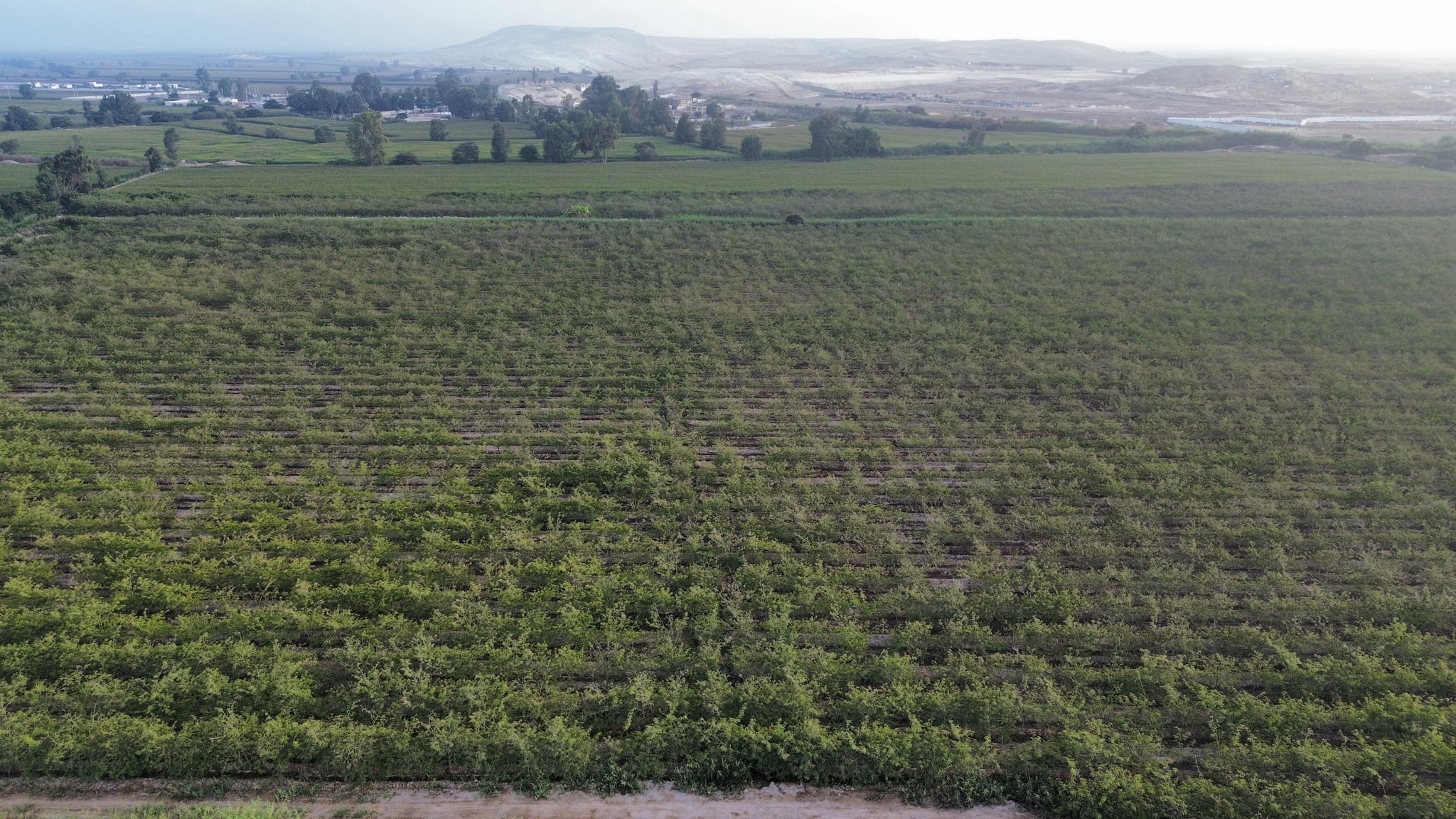 34 hectáreas con plantaciones de Tara en Caucato Pisco — foto 5