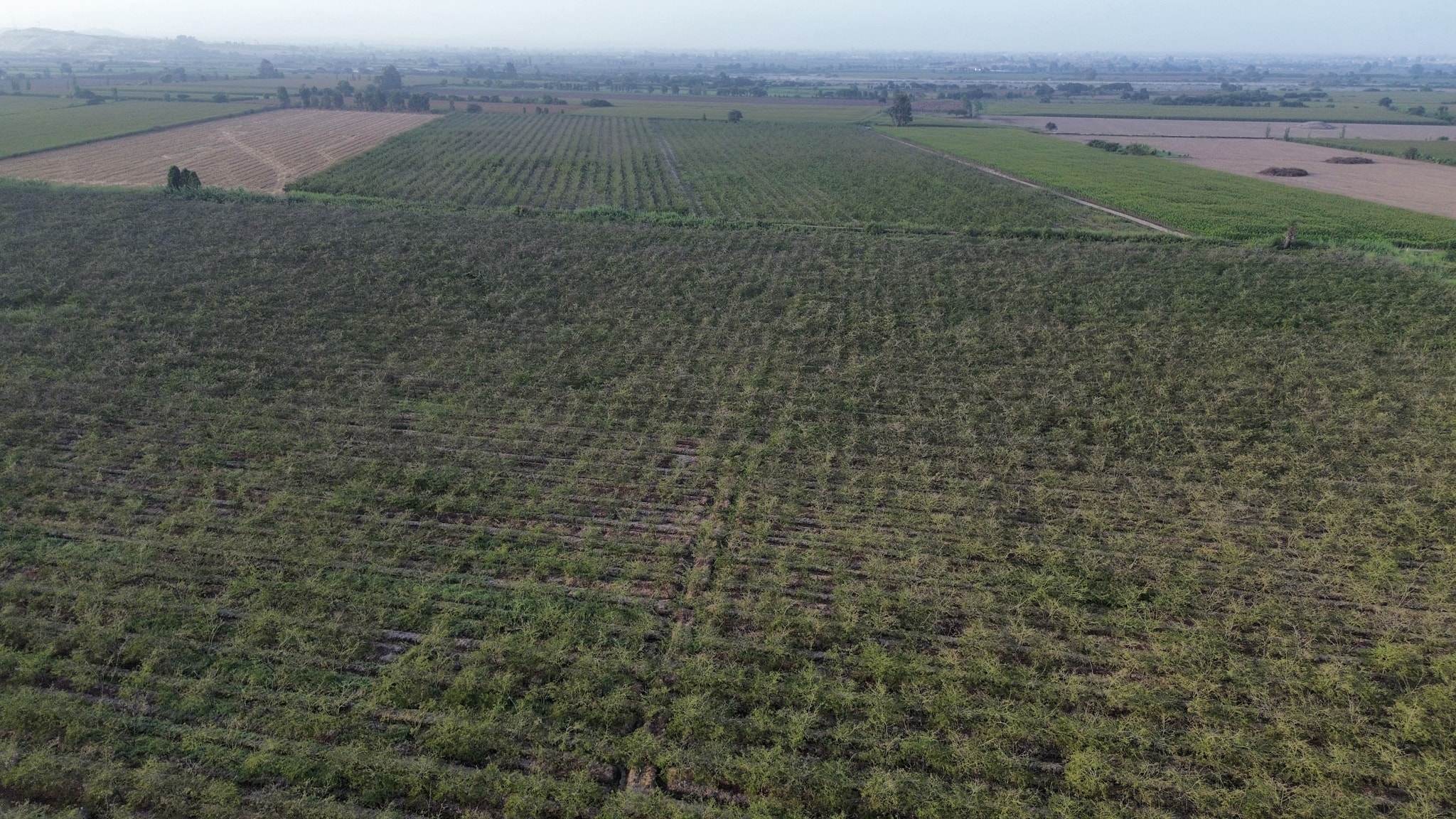 34 hectáreas con plantaciones de Tara en Caucato Pisco — foto 4
