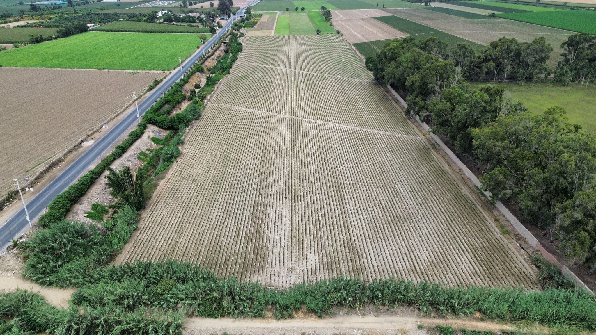 Venta de 4 hectáreas en San Luis Cañete — foto 2