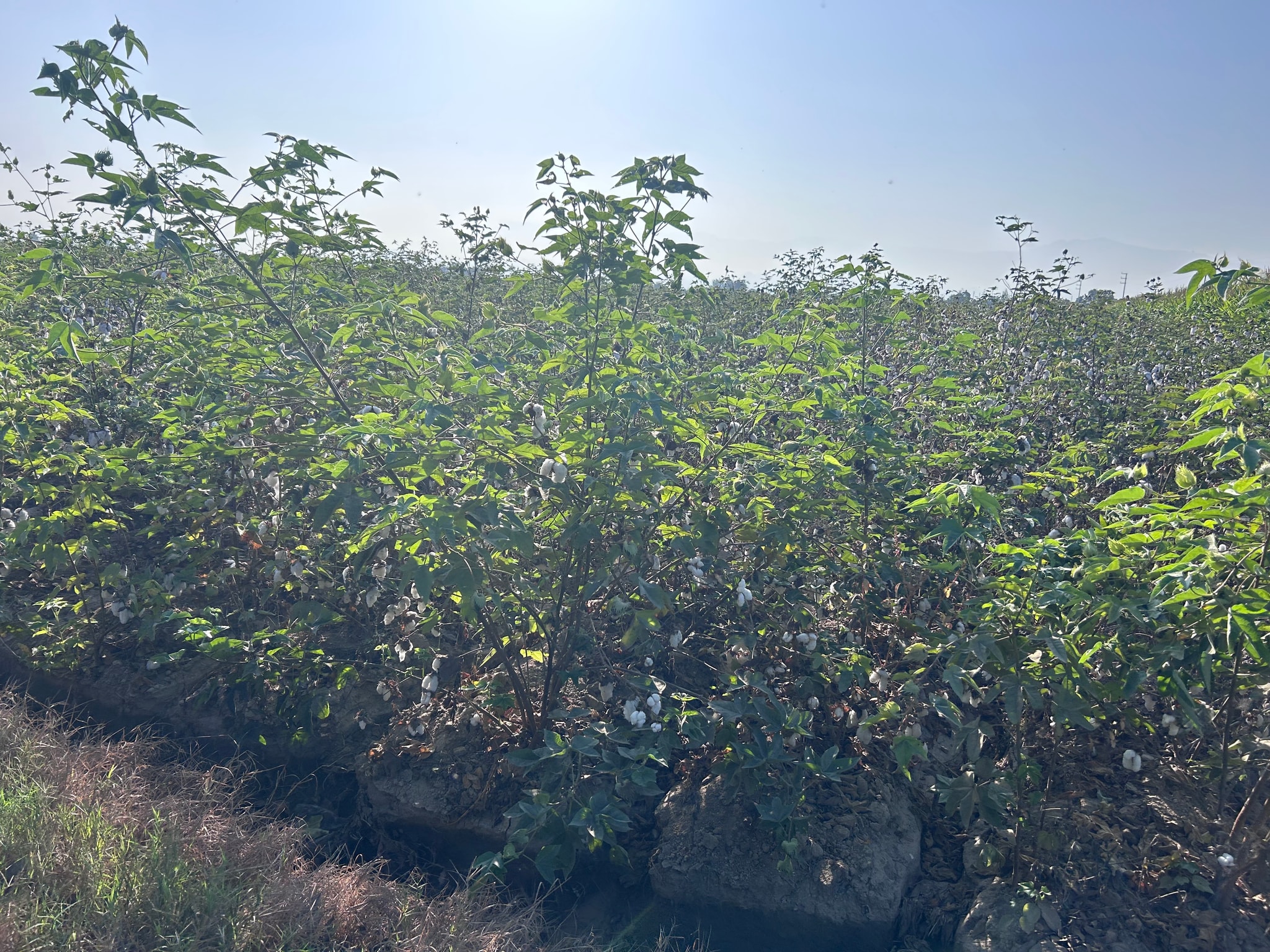 Venta de terreno de 10 hectáreas en el Carmen Chincha — foto 7