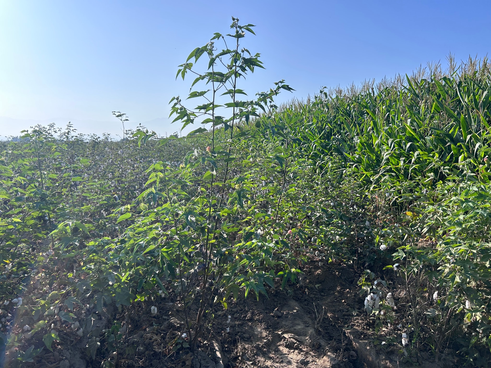Venta de terreno de 10 hectáreas en el Carmen Chincha — foto 6