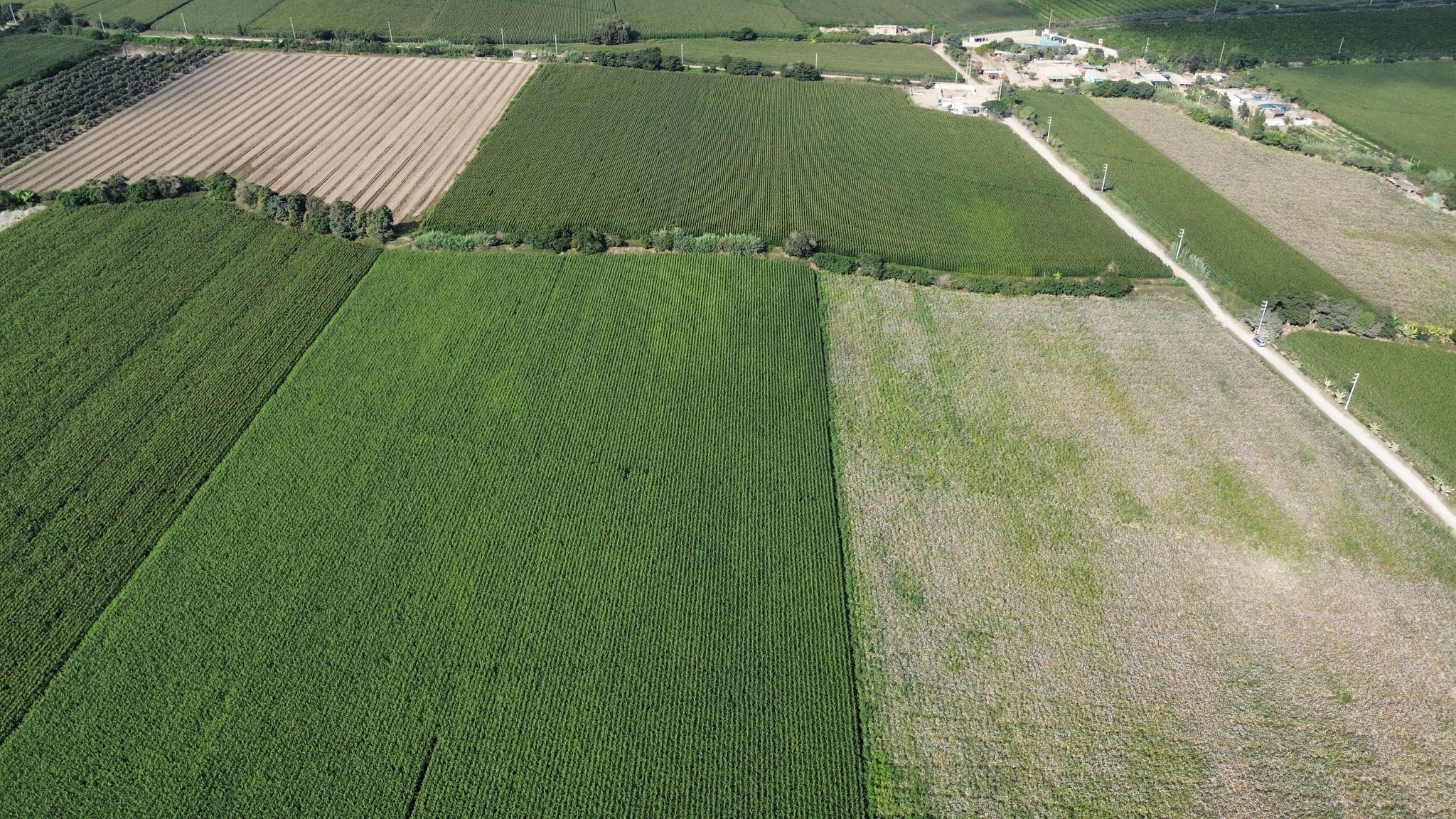 Venta de terreno de 10 hectáreas en el Carmen Chincha — foto 2