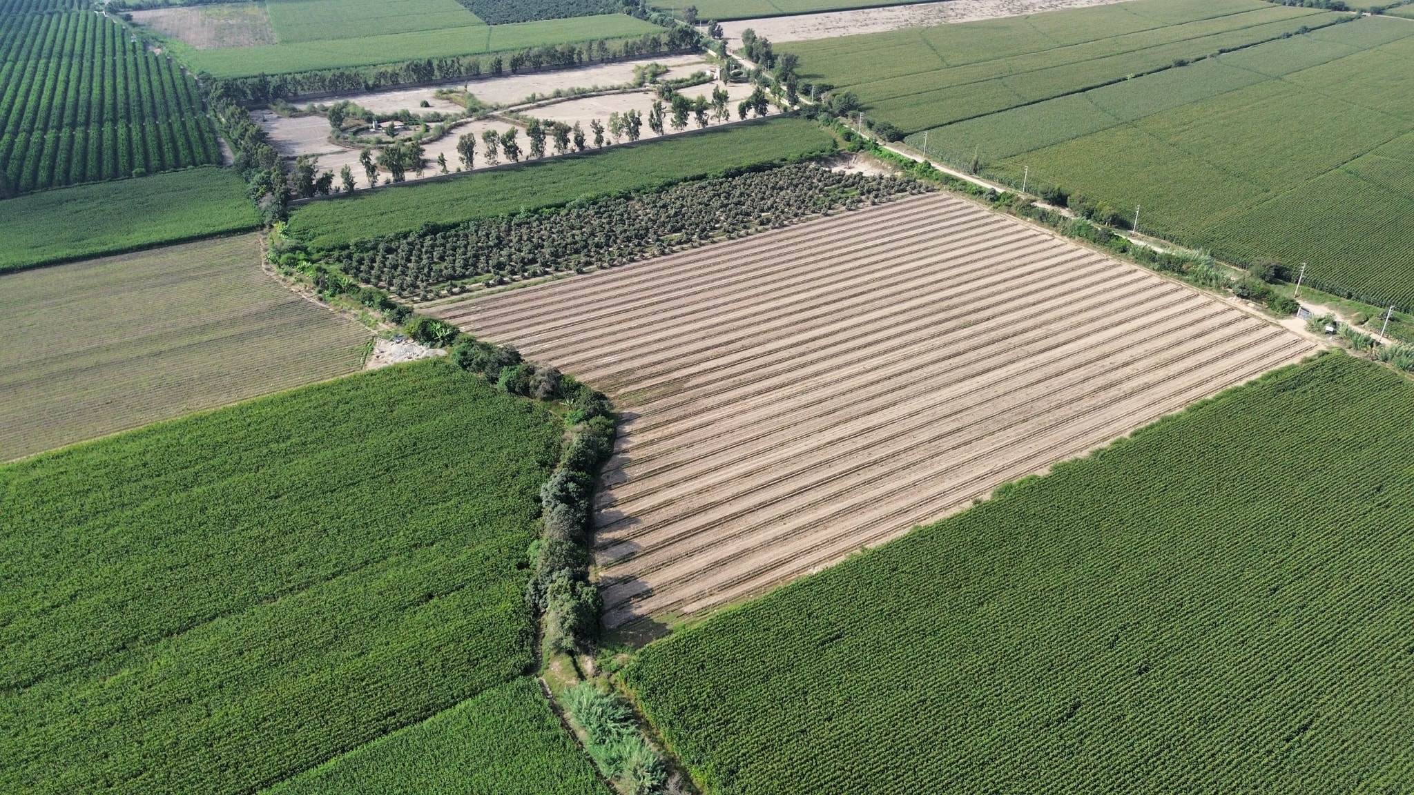 Venta de terreno de 10 hectáreas en el Carmen Chincha — foto 3