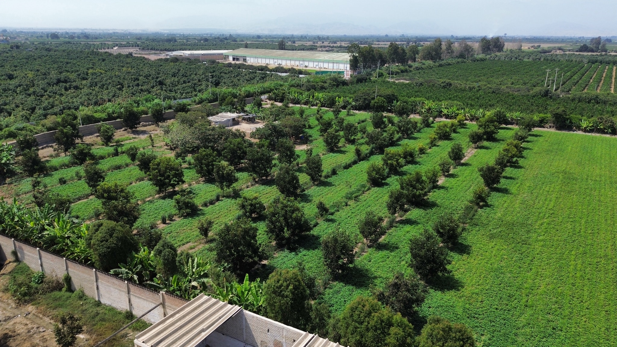Venta de 3 hectáreas en Santa Rosa Chincha — foto 1