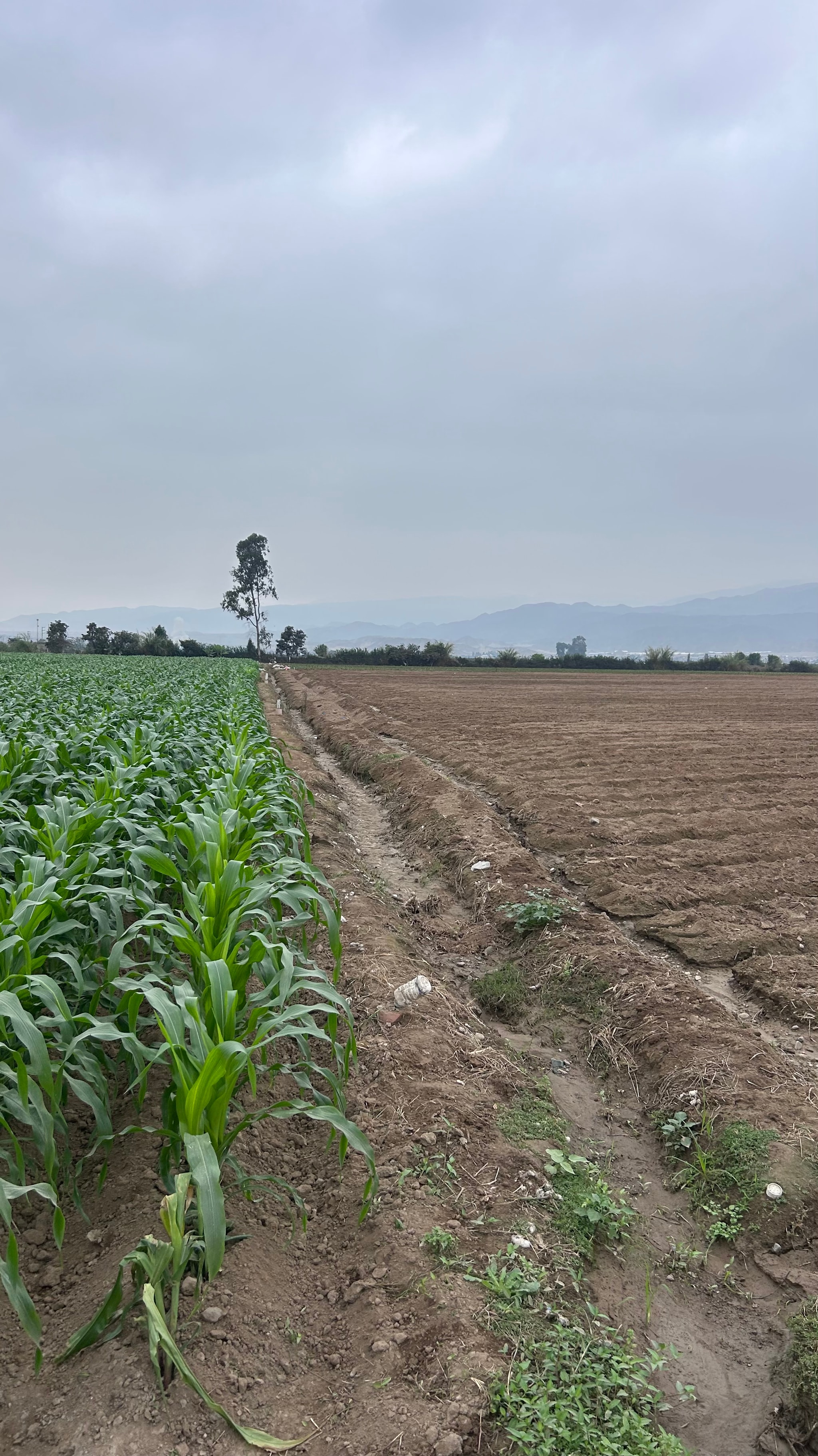 Terreno de 2 has en Quilmana — foto 7