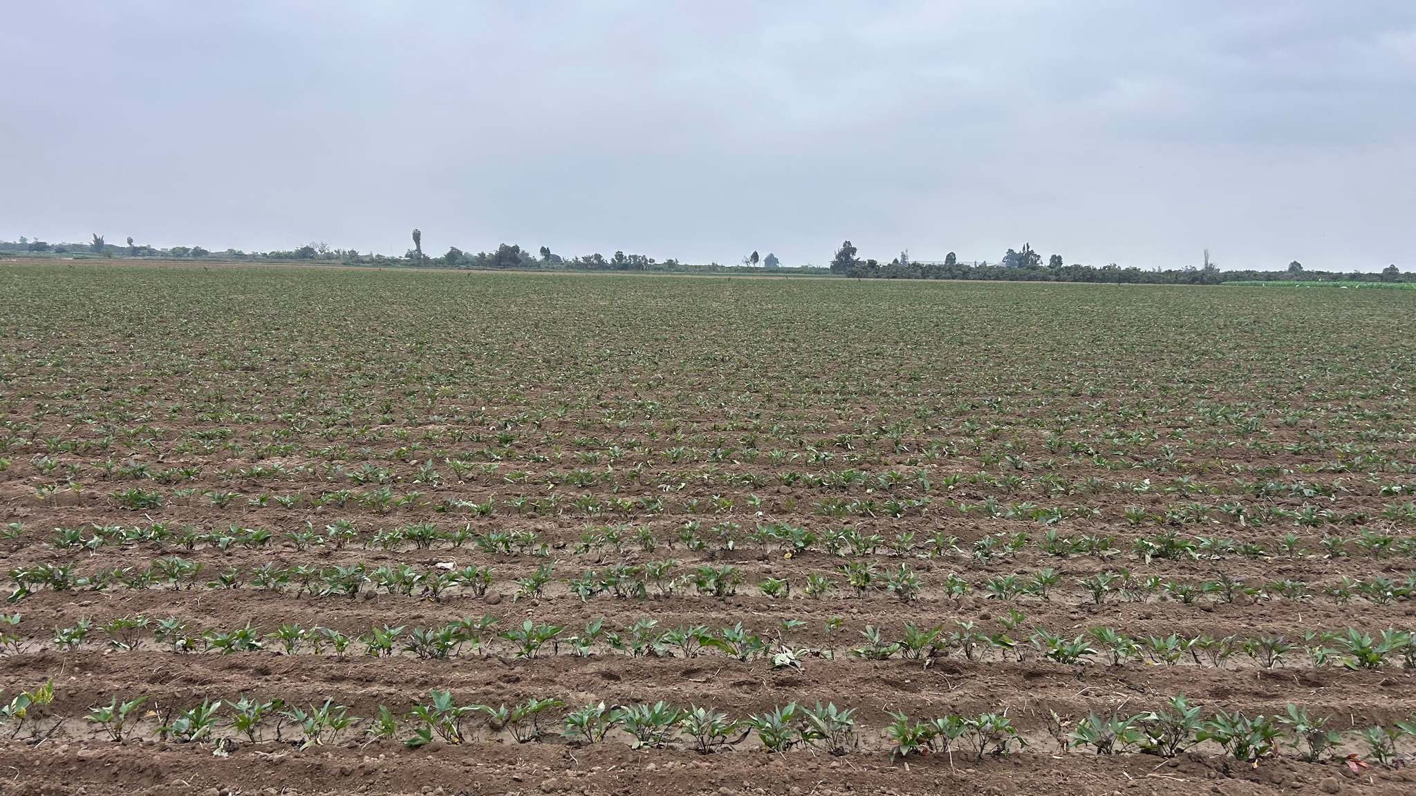 Terreno de 2 has en Quilmana — foto 4