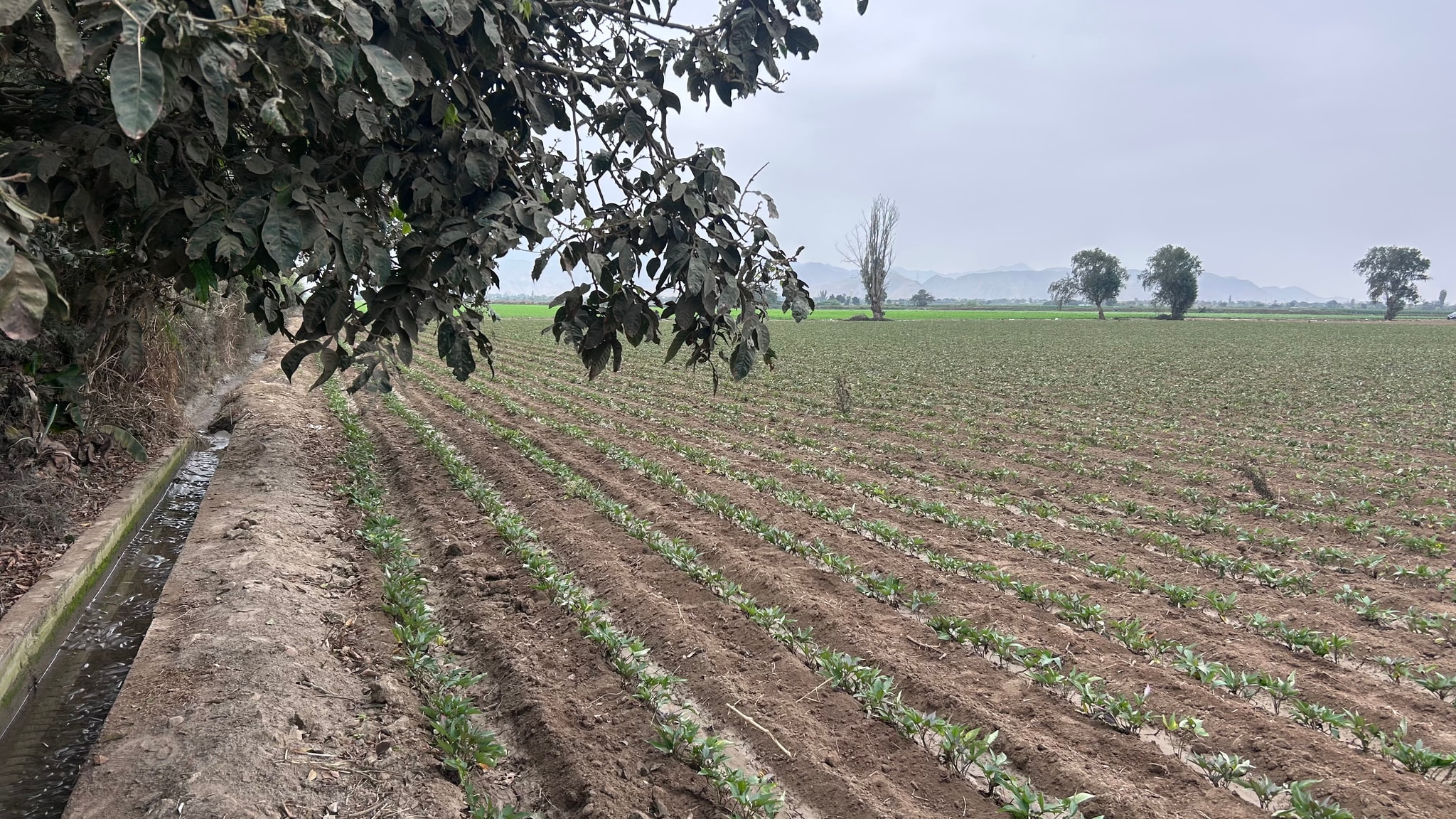 Terreno de 2 has en Quilmana — foto 5