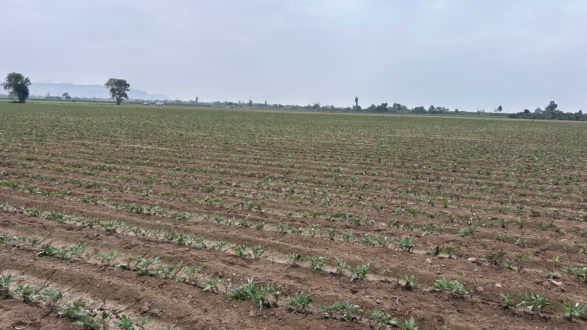 Terreno de 2 has en Quilmana — foto 2