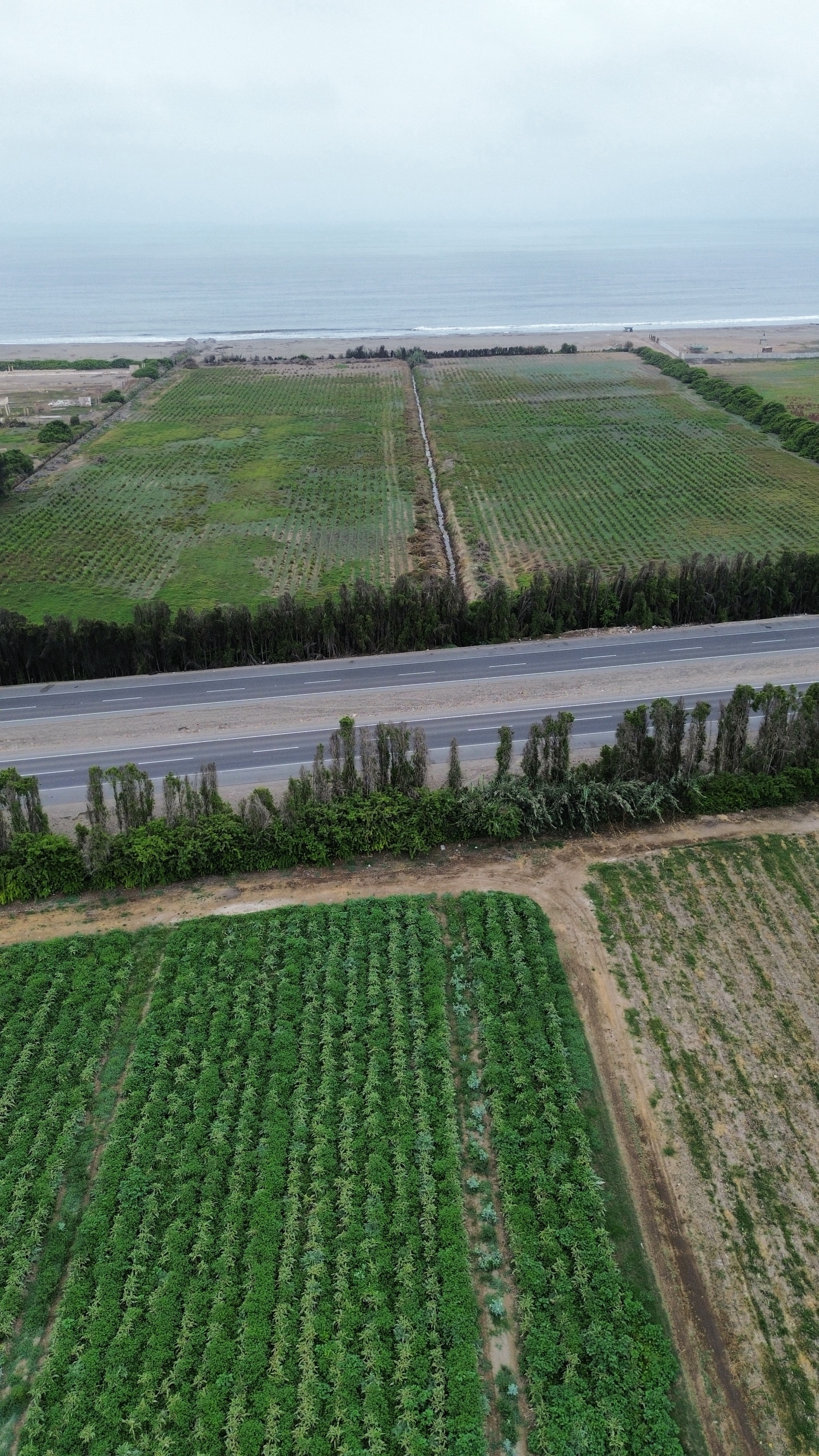 Fundo de 20 hectáreas en Chincha — foto 3