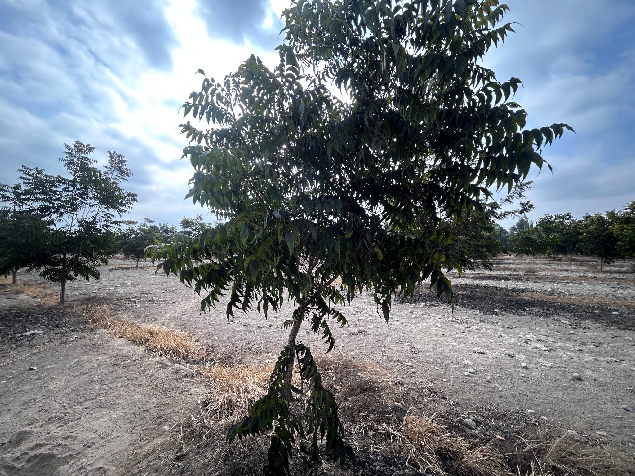 Venta de 6.5 hectáreas en el Carmen Chincha — foto 10