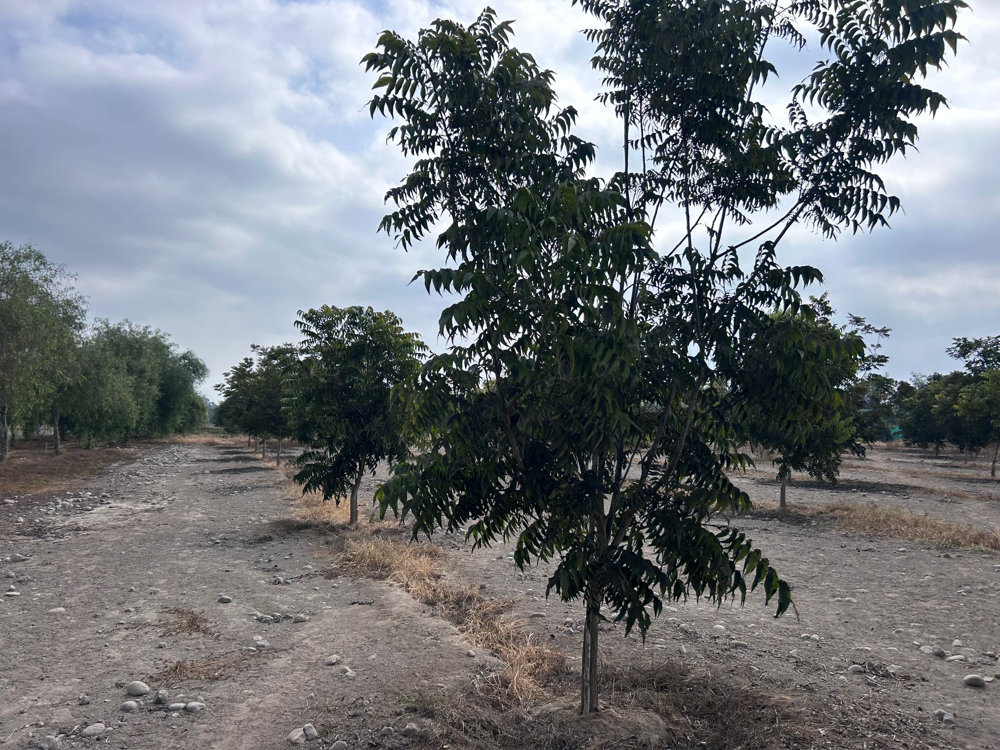 Venta de 6.5 hectáreas en el Carmen Chincha — foto 11