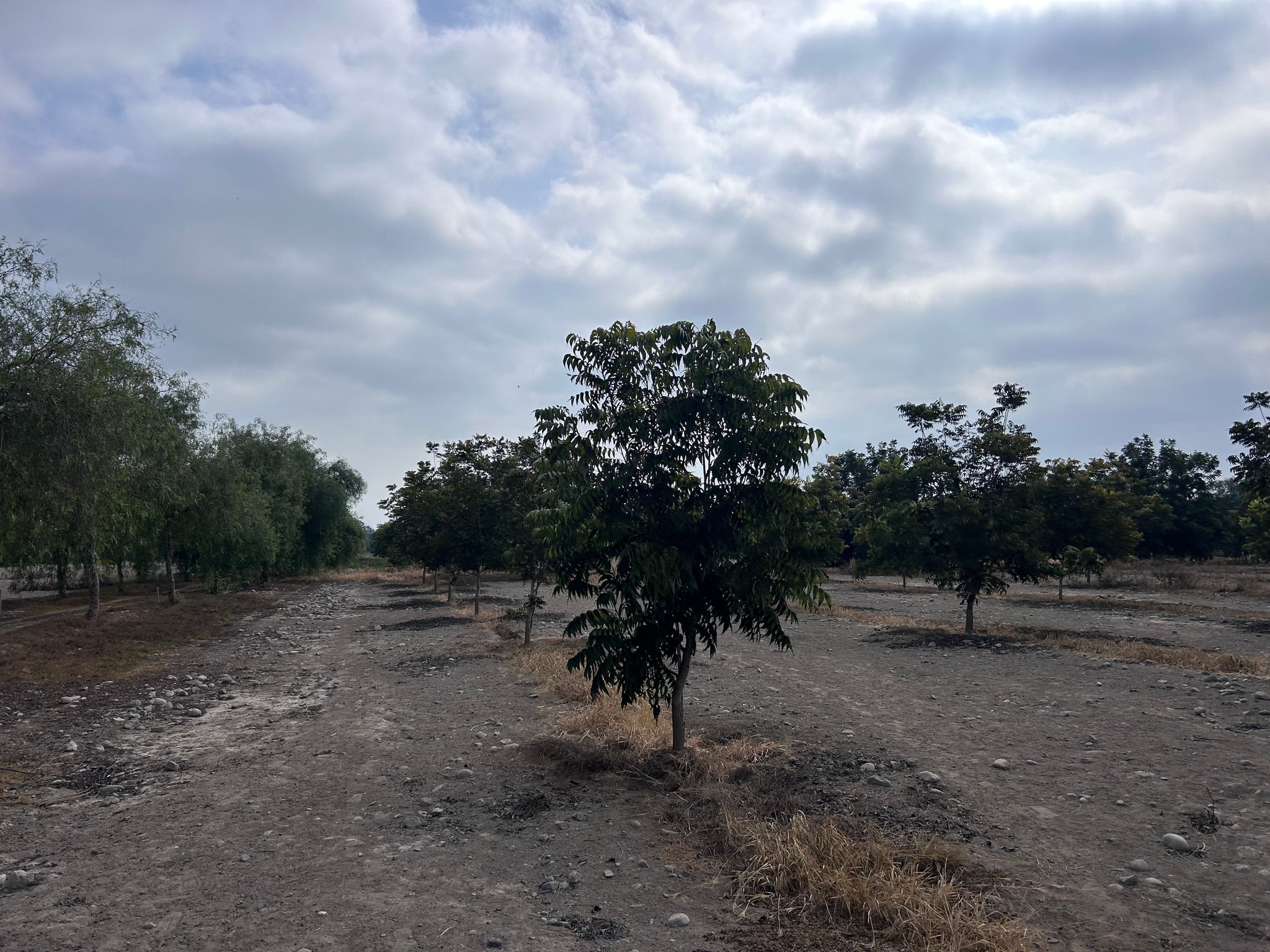 Venta de 6.5 hectáreas en el Carmen Chincha — foto 12