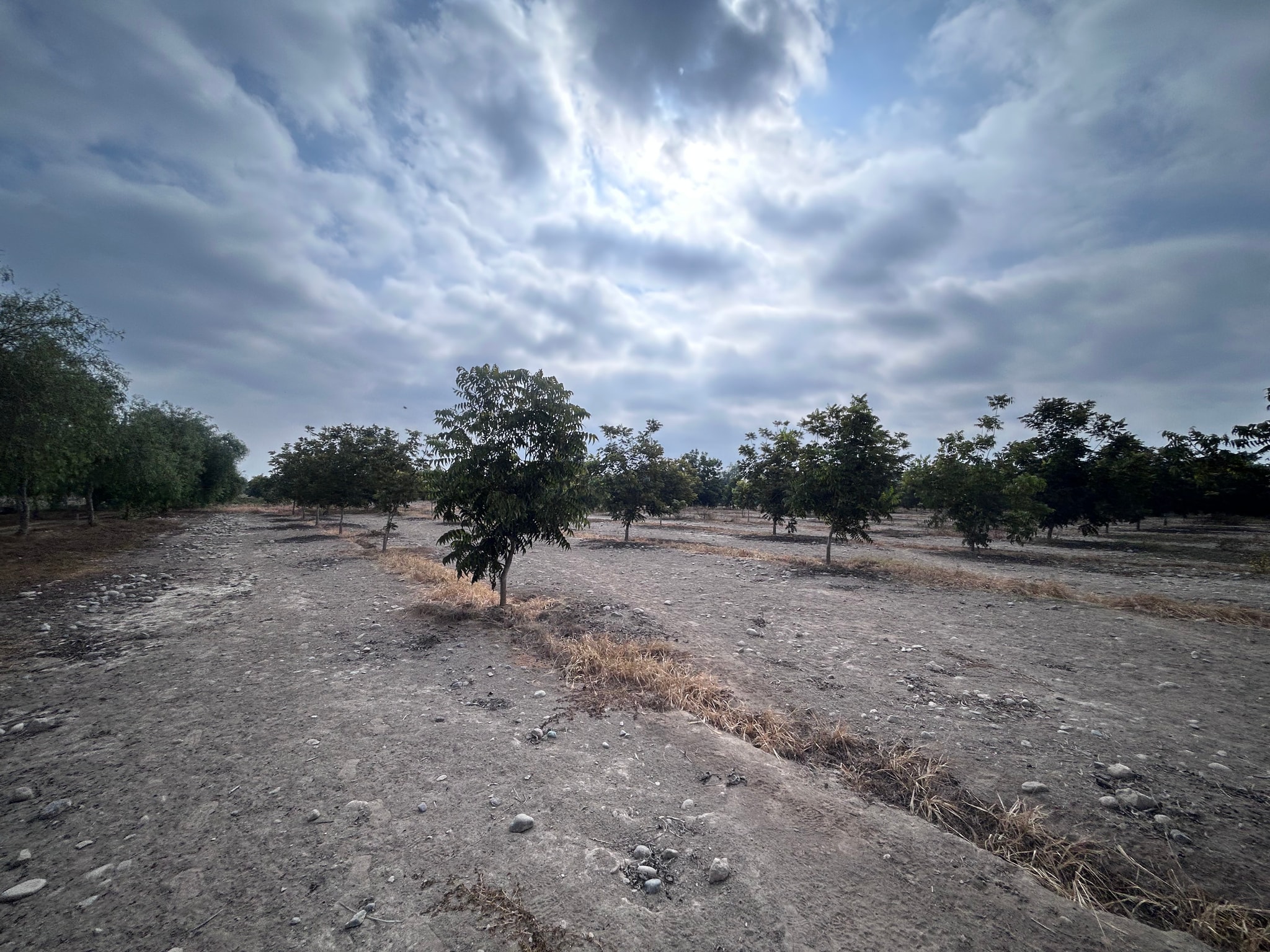 Venta de 6.5 hectáreas en el Carmen Chincha — foto 13