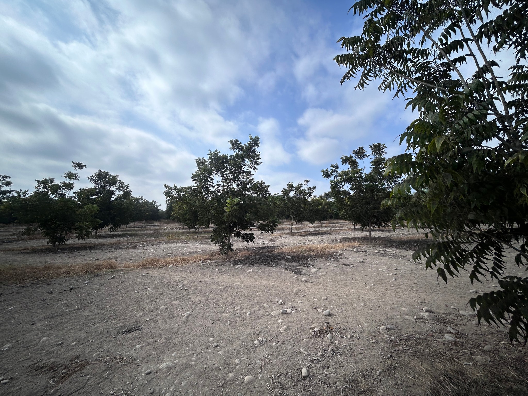 Venta de 6.5 hectáreas en el Carmen Chincha — foto 14