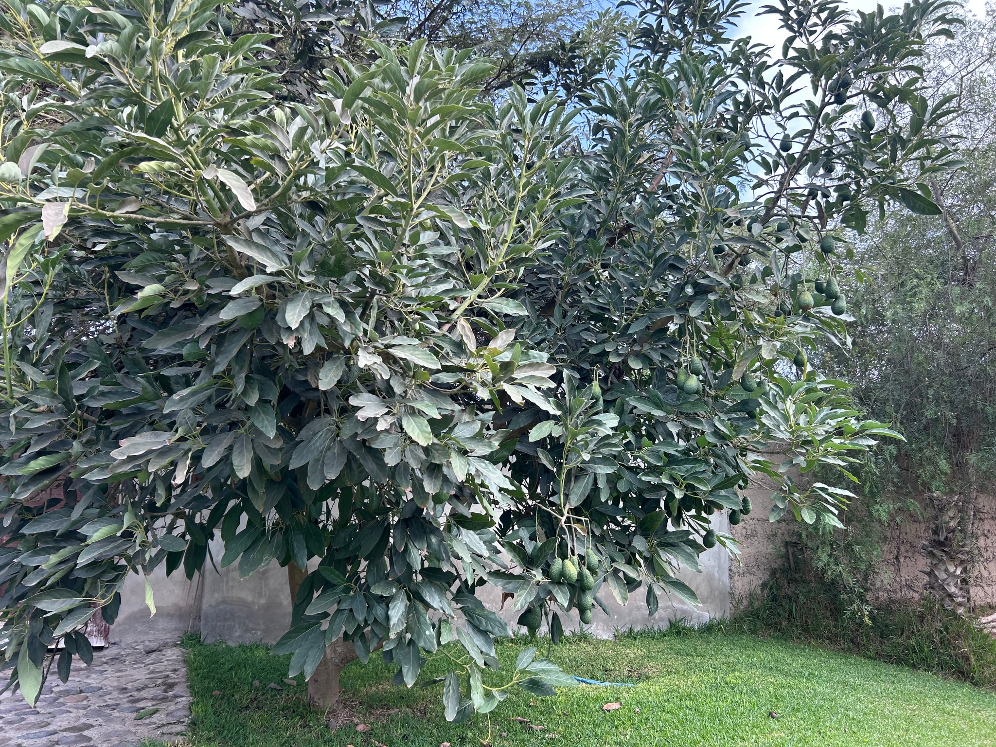 Venta de 6.5 hectáreas en el Carmen Chincha — foto 16