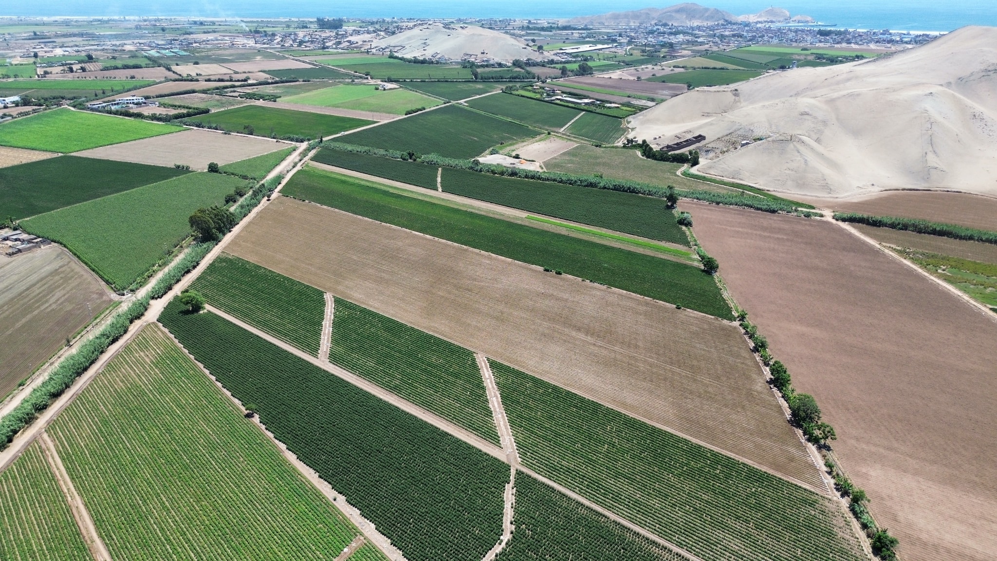 1.5 hectáreas en Cerro Azul Cañete — foto 4