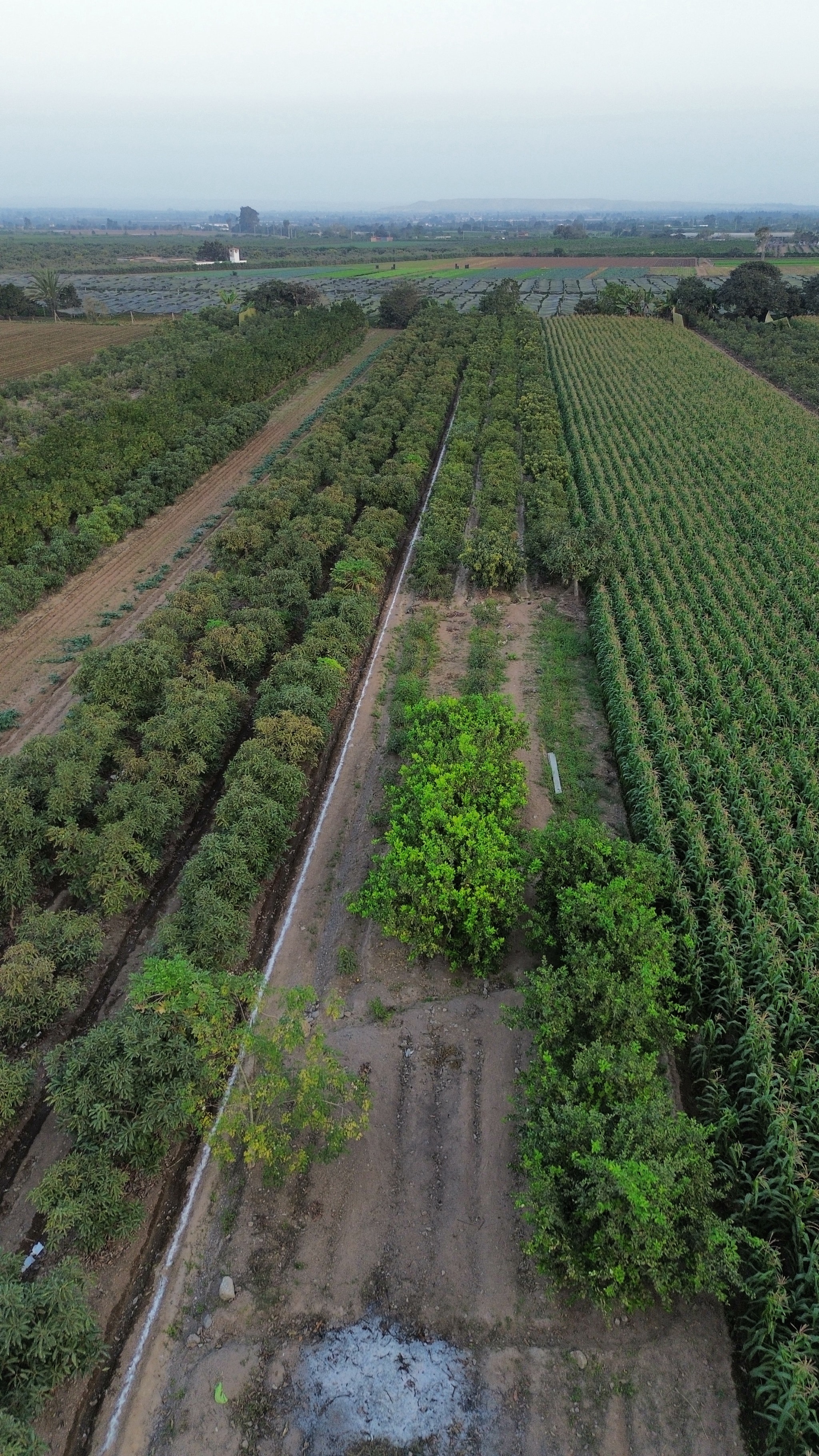 Terreno de 2000 m2 con palta — foto 3