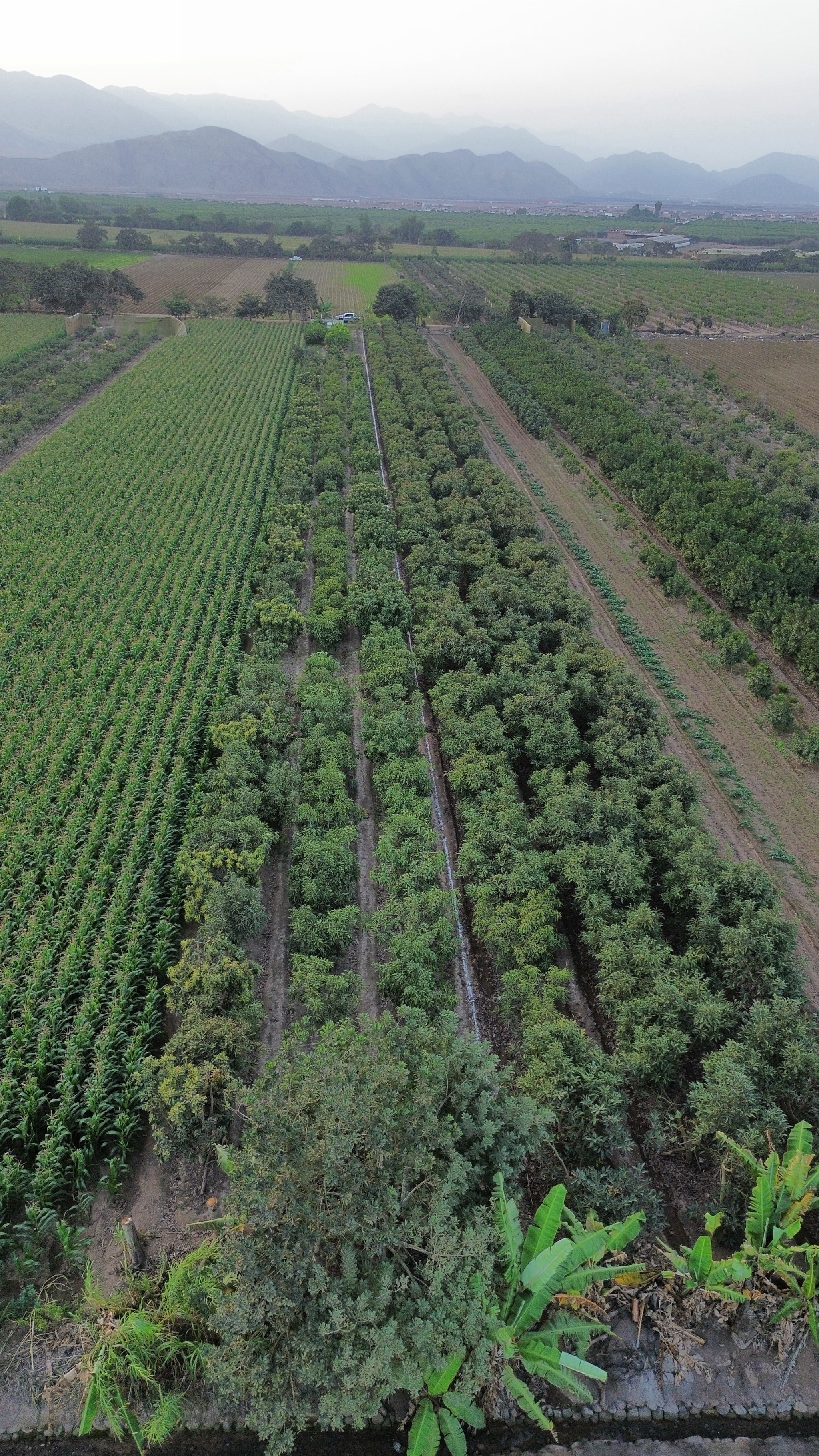 Terreno de 2000 m2 con palta — foto 1