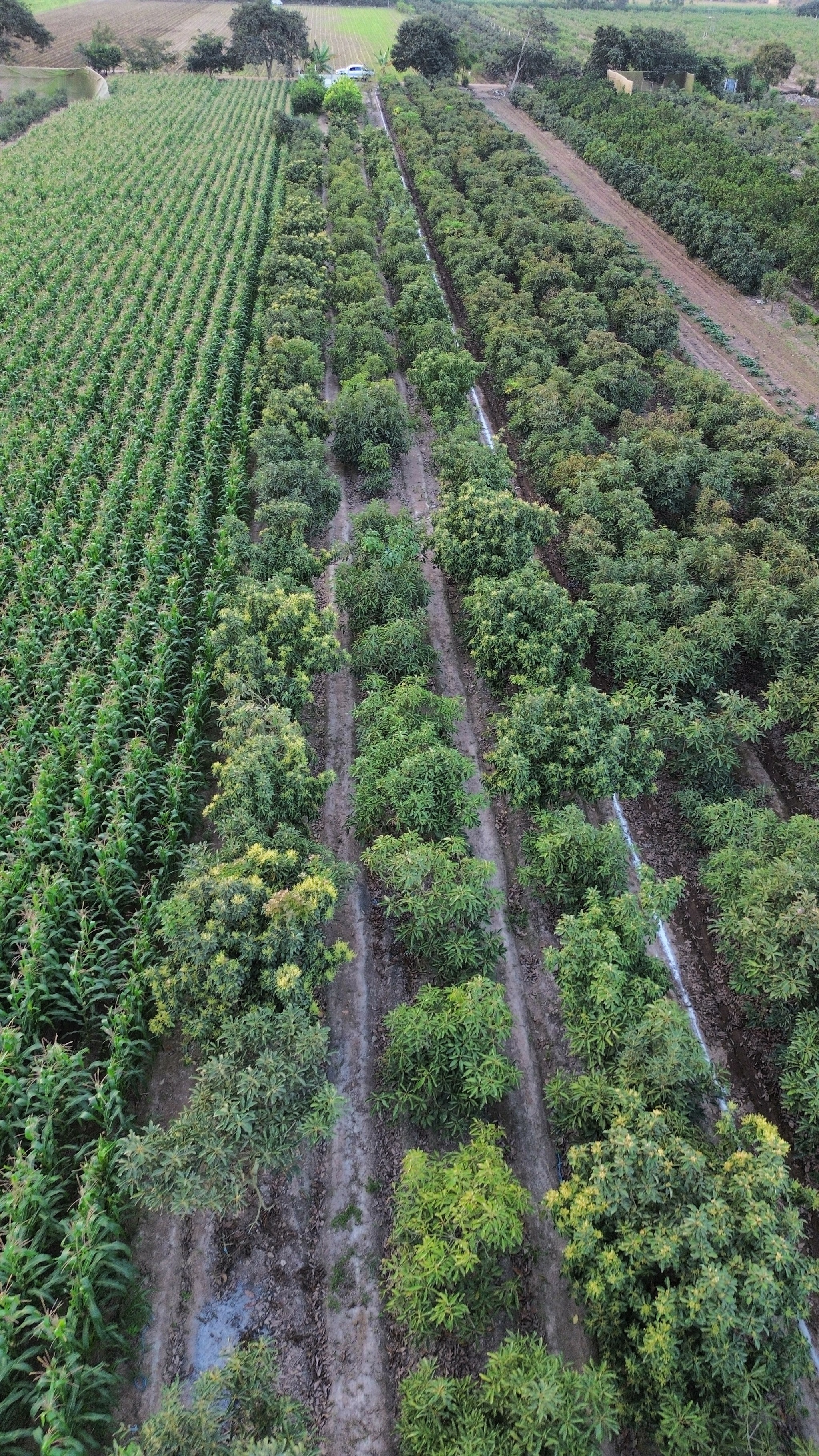 Terreno de 2000 m2 con palta — foto 4